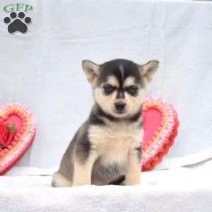 Lily, Pomsky Puppy