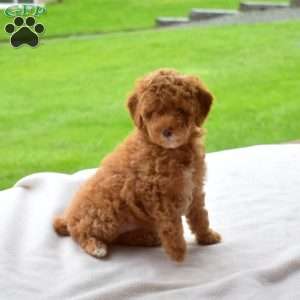 Lily, Miniature Poodle Puppy
