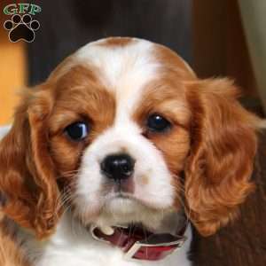 Lily, Cavalier King Charles Spaniel Puppy