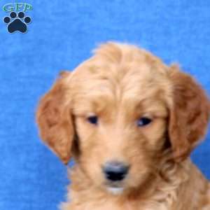 Lily, Goldendoodle Puppy