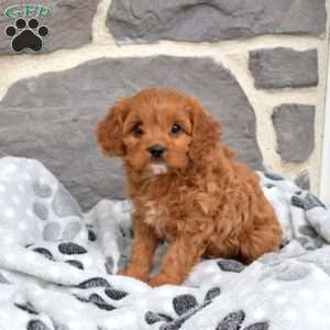 Lily, Cavapoo Puppy