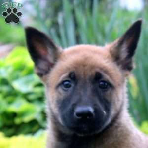 Lily, Belgian Malinois Puppy