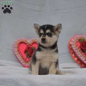 Lily, Pomsky Puppy
