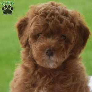 Lily, Miniature Poodle Puppy