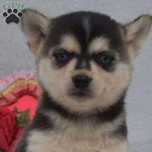 Lily, Pomsky Puppy