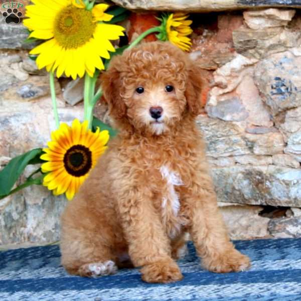 Lily, Miniature Poodle Puppy