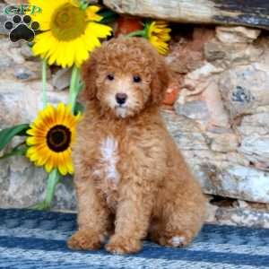 Lily, Miniature Poodle Puppy