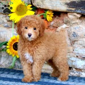 Lily, Miniature Poodle Puppy