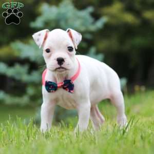 Lily, Boxer Puppy