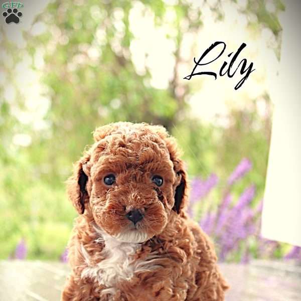 Lily, Toy Poodle Puppy
