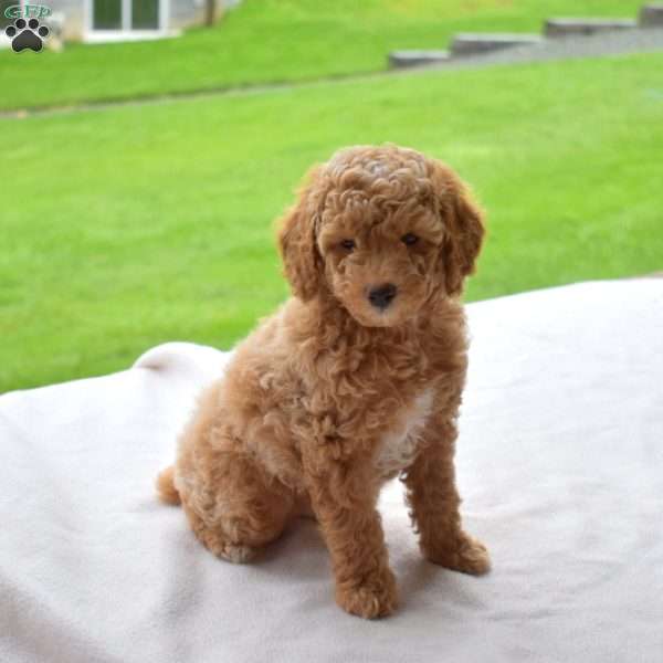 Lincoln, Miniature Poodle Puppy