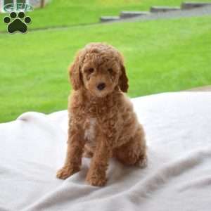 Lincoln, Miniature Poodle Puppy