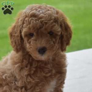 Lincoln, Miniature Poodle Puppy