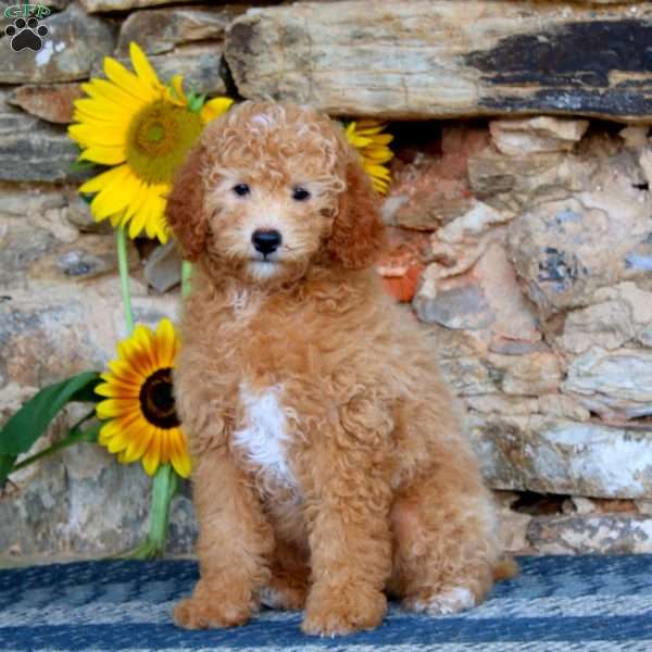 Lincoln, Miniature Poodle Puppy
