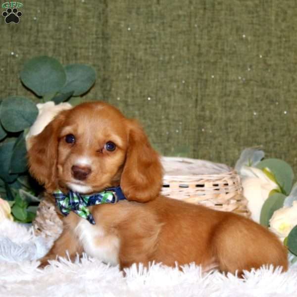 Lincoln – Mini, Dachshund Puppy