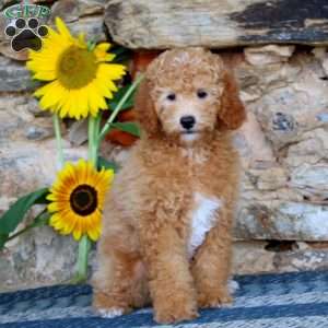 Lincoln, Miniature Poodle Puppy