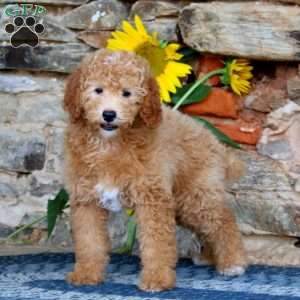 Lincoln, Miniature Poodle Puppy