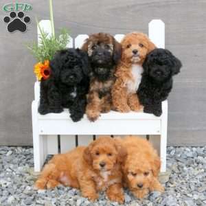 Alyssa, Toy Poodle Mix Puppy