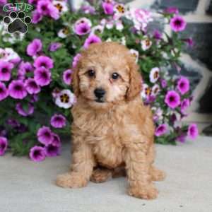 Linden, Miniature Poodle Puppy