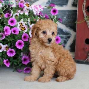 Linden, Miniature Poodle Puppy