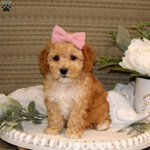 Lindsay, Maltipoo Puppy