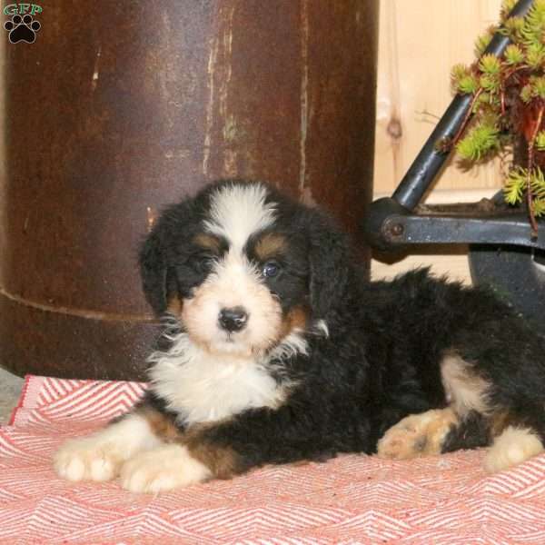 Lindy, Bernedoodle Puppy