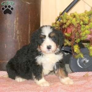 Lindy, Bernedoodle Puppy