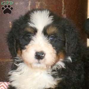 Lindy, Bernedoodle Puppy