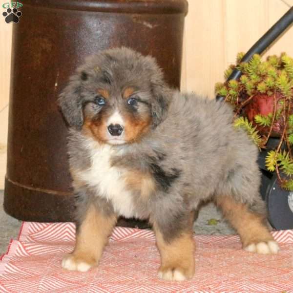 Link, Bernedoodle Puppy