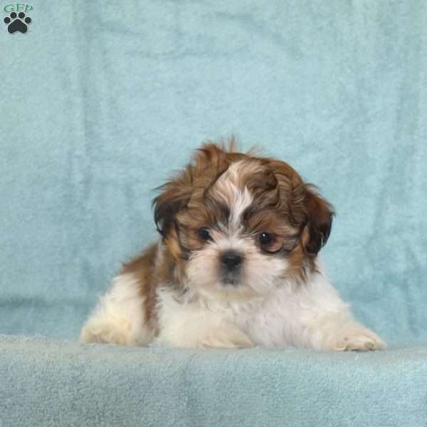 Lionel, Shih Tzu Puppy