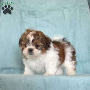 Lionel, Shih Tzu Puppy