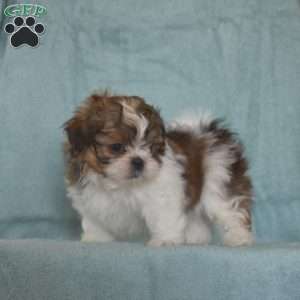Lionel, Shih Tzu Puppy