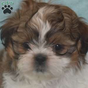 Lionel, Shih Tzu Puppy