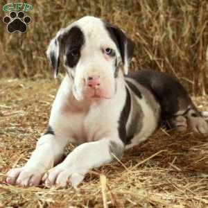 Lisa, Great Dane Puppy