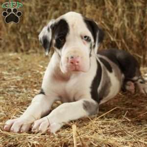 Lisa, Great Dane Puppy