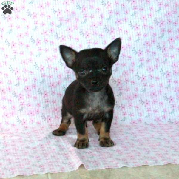 Little Chipper, Chihuahua Puppy