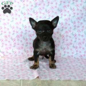 Little Chipper, Chihuahua Puppy