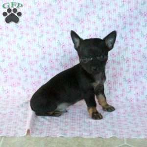 Little Chipper, Chihuahua Puppy