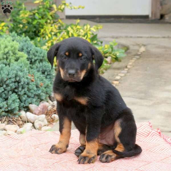 Lizzy, English Shepherd Mix Puppy