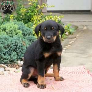 Lizzy, English Shepherd Mix Puppy