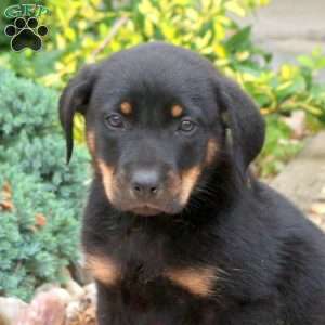 Lizzy, English Shepherd Mix Puppy