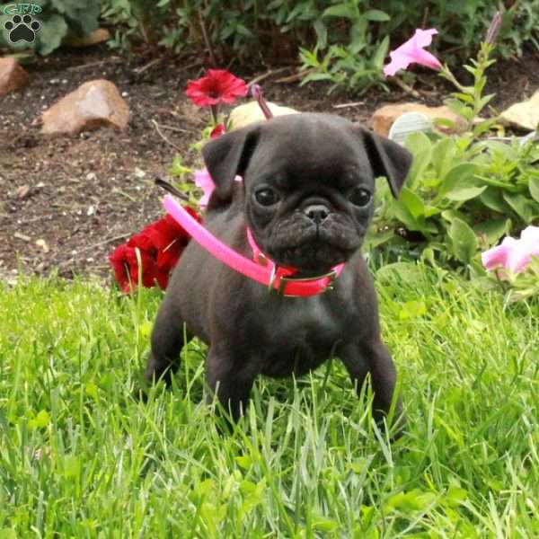 Loco, Pug Puppy