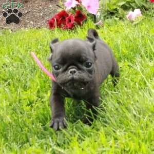 Loco, Pug Puppy