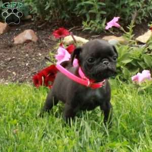 Loco, Pug Puppy