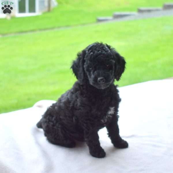 Logan, Miniature Poodle Puppy