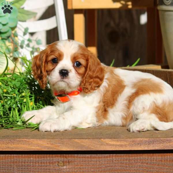 Logan, Cavalier King Charles Spaniel Puppy