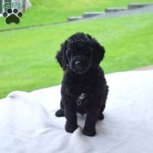 Logan, Miniature Poodle Puppy