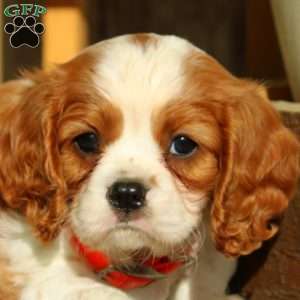 Logan, Cavalier King Charles Spaniel Puppy