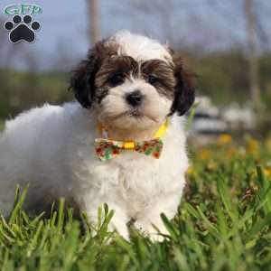 Lonnie, Teddy Bear Puppy