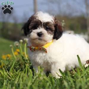 Lonnie, Teddy Bear Puppy